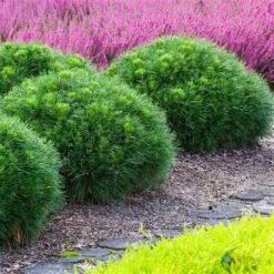 Dwerg Bergden (Pinus Mugo 'Varella') -AOS Hoera Winkel pinus mugo varella