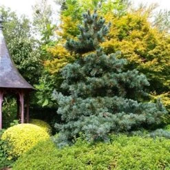 Blauwe Japanse Den (Pinus Parviflora 'Glauca') 10 Blauwe Japanse Den (Pinus Parviflora 'Glauca') -AOS Hoera Winkel pinus parviflora glauca