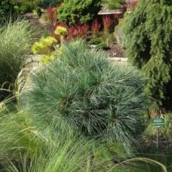 Bergden (Pinus Strobus 'Radiata') -AOS Hoera Winkel pinus strobus radiata