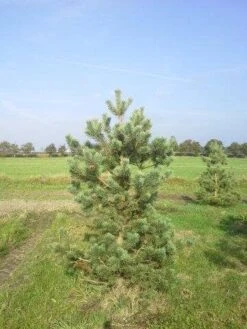 Grove Den, Solitair (Pinus Sylvestris) 22 Grove Den, Solitair (Pinus Sylvestris) -AOS Hoera Winkel pinus sylvestris 200