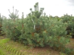 Grove Den, Solitair (Pinus Sylvestris) 23 Grove Den, Solitair (Pinus Sylvestris) -AOS Hoera Winkel pinus sylvestris 250 300