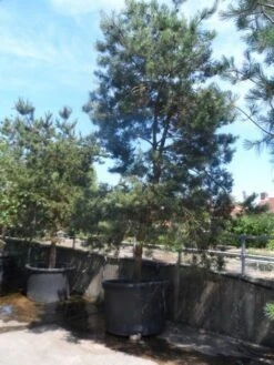 Grove Den, Solitair (Pinus Sylvestris) 24 Grove Den, Solitair (Pinus Sylvestris) -AOS Hoera Winkel pinus sylvestris 350 400 450 c1000