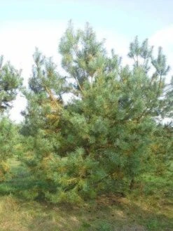 Grove Den, Solitair (Pinus Sylvestris) 25 Grove Den, Solitair (Pinus Sylvestris) -AOS Hoera Winkel pinus sylvestris 400