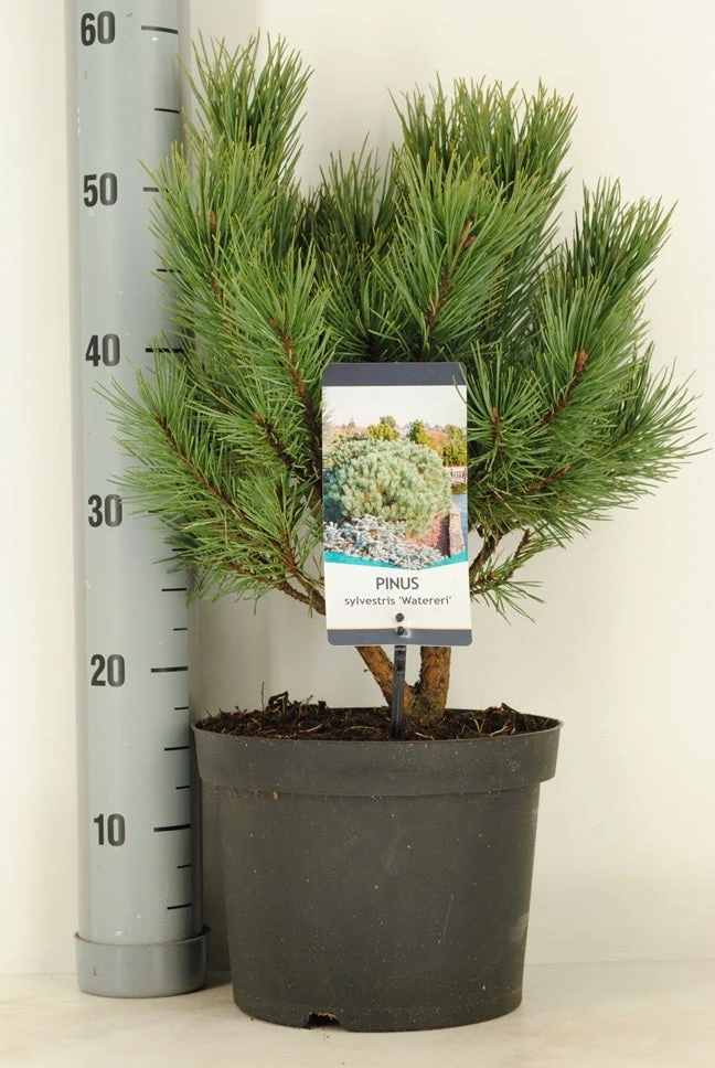 Grove Den (Pinus Sylvestris 'Watereri') 1 Grove Den (Pinus Sylvestris 'Watereri')