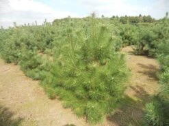 Grove Den, Solitair (Pinus Sylvestris) 19 Grove Den, Solitair (Pinus Sylvestris) -AOS Hoera Winkel pinussylv 125 150 13 9 2014