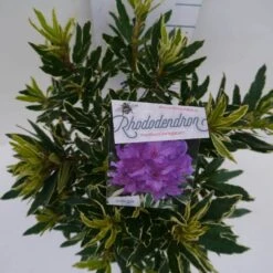 Bosrhododendron (Rhododendron Ponticum 'Variegatum') 18 Bosrhododendron (Rhododendron Ponticum 'Variegatum') -AOS Hoera Winkel pont variegatum c5 boven