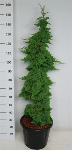 Jeneverbes (Juniperus Procumbens 'Nana') -AOS Hoera Winkel procumbensnana100 125