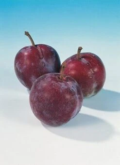 Pruimenboom (Prunus Domestica 'Opal') 6 Pruimenboom (Prunus Domestica 'Opal') -AOS Hoera Winkel pruim opal