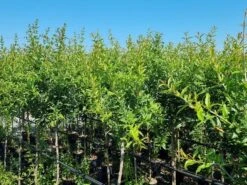 Abrikoos Als Halfstam (Prunus Armeniaca 'Antonio Errani') -AOS Hoera Winkel prunus armeniaca antonio errani 3 1