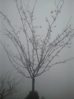 Japanse Sierkers (Prunus Subhirtella 'Autumnalis') -AOS Hoera Winkel prunus autumnalis 1