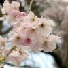 Roze Winterkers (Prunus Subhirtella 'Autumnalis Rosea')