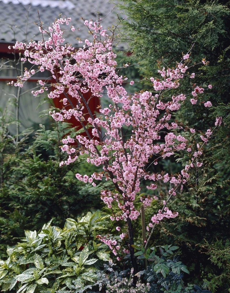 Perzikboom (Prunus Persica) 2 Perzikboom (Prunus Persica) - Afbeelding 2