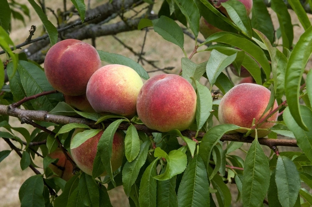 Perzikboom (Prunus Persica 'Amsden') 1 Perzikboom (Prunus Persica 'Amsden')