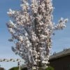 Japanse Sierkers Als Zuilboom (Prunus Serrulata 'Amanogawa')