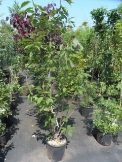 Sierkers, Struikvorm (Prunus Serrulata 'Kanzan') 12 Sierkers, Struikvorm (Prunus Serrulata 'Kanzan') -AOS Hoera Winkel prunus serrulata kanzan 150 175 200 c25 1