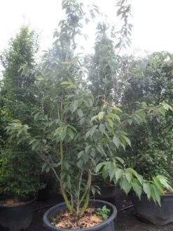 Sierkers, Struikvorm (Prunus Serrulata 'Kanzan') 11 Sierkers, Struikvorm (Prunus Serrulata 'Kanzan') -AOS Hoera Winkel prunus serrulata kanzan 250 300 c250 1