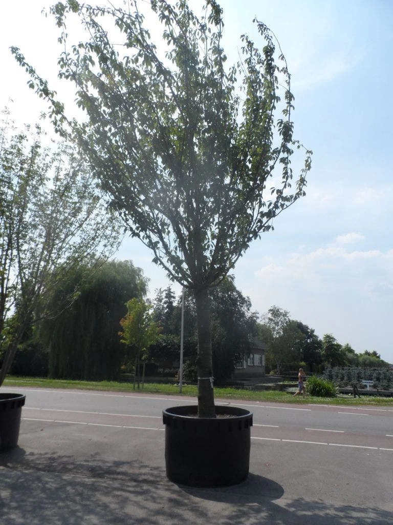 Japanse Sierkers (Prunus Serrulata 'Kanzan') 7 Japanse Sierkers (Prunus Serrulata 'Kanzan') - Afbeelding 7