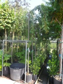 Japanse Treursierkers (Prunus Serrulata 'Kiku-shidare') 7 Japanse Treursierkers (Prunus Serrulata 'Kiku-shidare') -AOS Hoera Winkel prunus serrulata kiku shidare zakura 10 12ho cont