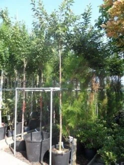 Japanse Sierkers (Prunus Subhirtella 'Autumnalis') 8 Japanse Sierkers (Prunus Subhirtella 'Autumnalis') -AOS Hoera Winkel prunus subhirtella autumnalis 10 12ho cont