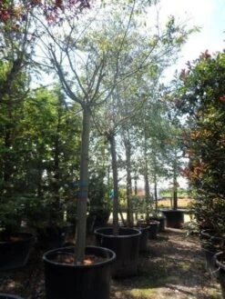 Japanse Sierkers (Prunus Subhirtella 'Autumnalis') -AOS Hoera Winkel prunus subhirtella autumnalis 30 35 40ho c350 1