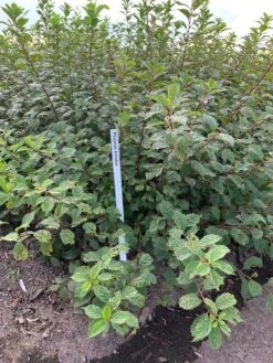 Amandelboompje Als Struik (Prunus Triloba) -AOS Hoera Winkel prunus triloba 1