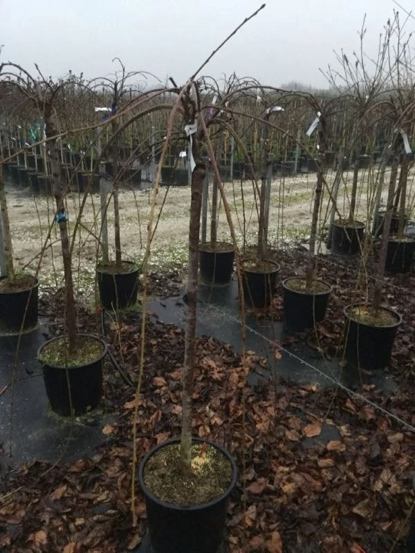 Treursierkers (Prunus Subhirtella 'Pendula Rosea') 2 Treursierkers (Prunus Subhirtella 'Pendula Rosea') - Afbeelding 2