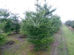 Douglasspar (Pseudotsuga Menziessii) 11 Douglasspar (Pseudotsuga Menziessii) -AOS Hoera Winkel pseudotsuga menziesii 300 400 200 300 002