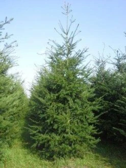 Douglasspar (Pseudotsuga Menziessii) 9 Douglasspar (Pseudotsuga Menziessii) -AOS Hoera Winkel pseudotsuga menziesii 400 450 4