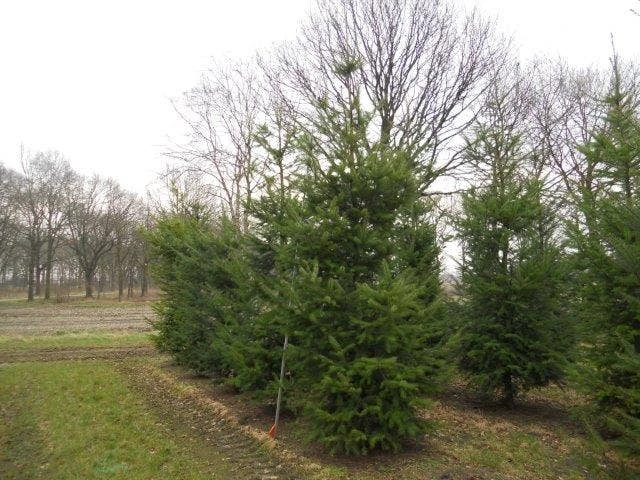 Douglasspar (Pseudotsuga Menziessii) 1 Douglasspar (Pseudotsuga Menziessii)