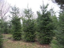 Douglasspar (Pseudotsuga Menziessii) 13 Douglasspar (Pseudotsuga Menziessii) -AOS Hoera Winkel pseudotsuga menziesii 500