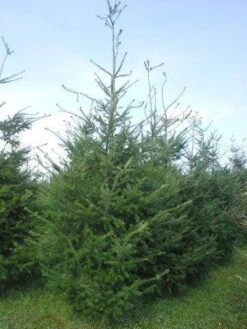 Douglasspar (Pseudotsuga Menziessii) 12 Douglasspar (Pseudotsuga Menziessii) -AOS Hoera Winkel pseudotsuga menzisii 400 450