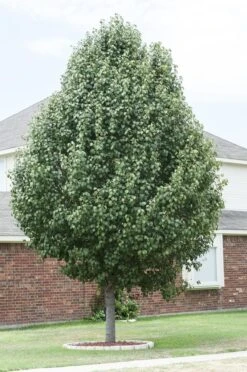 Chinese Sierpeer (Pyrus Calleryana 'Chanticleer') -AOS Hoera Winkel pyrus calleryana