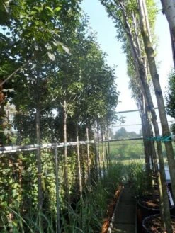 Chinese Sierpeer (Pyrus Calleryana 'Chanticleer') -AOS Hoera Winkel pyrus calleryana chanticleer 12 14ho cont