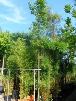 Chinese Sierpeer (Pyrus Calleryana 'Chanticleer') -AOS Hoera Winkel pyrus calleryana chanticleer 16 18ho cont