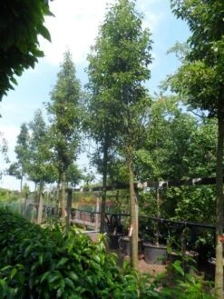 Chinese Sierpeer (Pyrus Calleryana 'Chanticleer') -AOS Hoera Winkel pyrus calleryana chanticleer 20 25ho c200