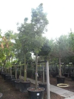 Chinese Sierpeer (Pyrus Calleryana 'Chanticleer') -AOS Hoera Winkel pyrus calleryana chanticleer 25 30ho c285