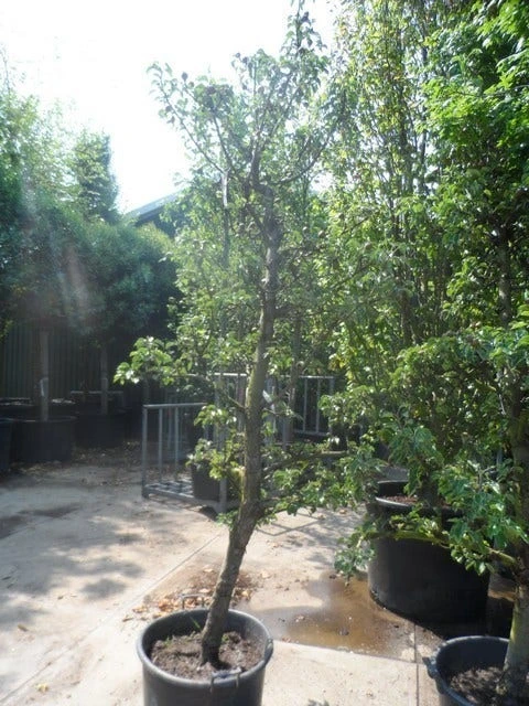 Perenboom (Pyrus Communis 'Gieser Wildeman') 5 Perenboom (Pyrus Communis 'Gieser Wildeman') - Afbeelding 5