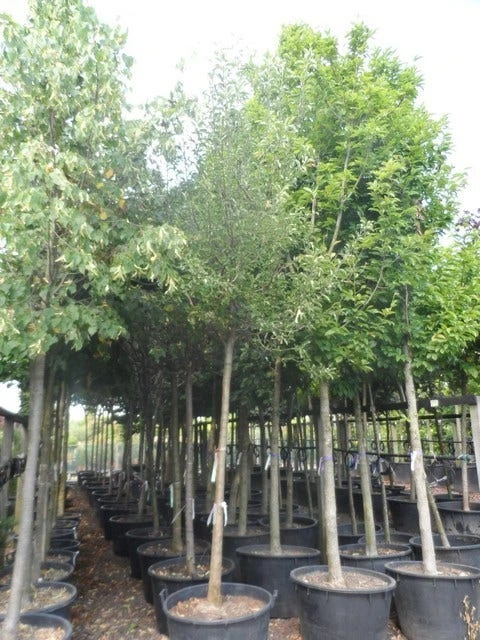 Perenboom (Pyrus Communis 'Gieser Wildeman') 2 Perenboom (Pyrus Communis 'Gieser Wildeman') - Afbeelding 2