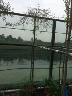 Treursierpeer (Pyrus Salicifolia 'Pendula') 27 Treursierpeer (Pyrus Salicifolia 'Pendula') -AOS Hoera Winkel pyrus sal. pendula 12 14cm 1