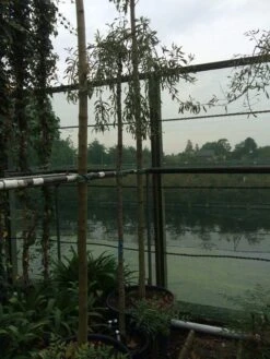 Treursierpeer (Pyrus Salicifolia 'Pendula') 30 Treursierpeer (Pyrus Salicifolia 'Pendula') -AOS Hoera Winkel pyrus sal. pendula 12 14cm 2