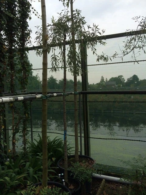 Treursierpeer (Pyrus Salicifolia 'Pendula') 13 Treursierpeer (Pyrus Salicifolia 'Pendula') - Afbeelding 13