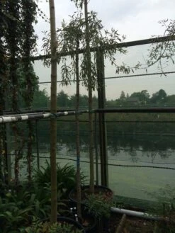 Treursierpeer (Pyrus Salicifolia 'Pendula') 28 Treursierpeer (Pyrus Salicifolia 'Pendula') -AOS Hoera Winkel pyrus sal pendula 1