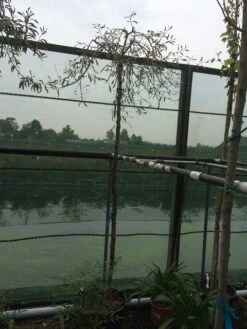 Treursierpeer (Pyrus Salicifolia 'Pendula') 29 Treursierpeer (Pyrus Salicifolia 'Pendula') -AOS Hoera Winkel pyrus sal pendula 2