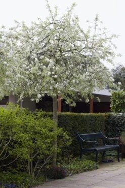 Treursierpeer (Pyrus Salicifolia 'Pendula') 23 Treursierpeer (Pyrus Salicifolia 'Pendula') -AOS Hoera Winkel pyrus salicifolia pendula