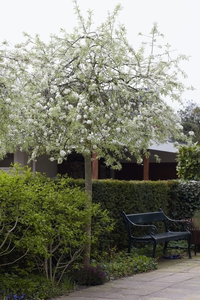 Treursierpeer (Pyrus Salicifolia 'Pendula') 6 Treursierpeer (Pyrus Salicifolia 'Pendula') - Afbeelding 6