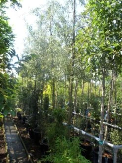 Treursierpeer (Pyrus Salicifolia 'Pendula') 25 Treursierpeer (Pyrus Salicifolia 'Pendula') -AOS Hoera Winkel pyrus salicifolia pendula 12 14 16ho doorgaande kop