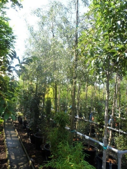 Treursierpeer (Pyrus Salicifolia 'Pendula') 14 Treursierpeer (Pyrus Salicifolia 'Pendula') - Afbeelding 14