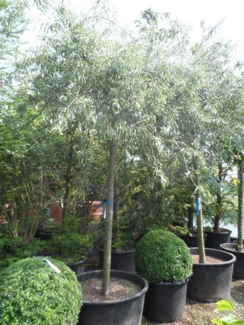 Treursierpeer (Pyrus Salicifolia 'Pendula') 17 Treursierpeer (Pyrus Salicifolia 'Pendula') - Afbeelding 17