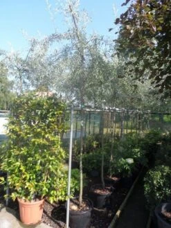 Treursierpeer (Pyrus Salicifolia 'Pendula') 32 Treursierpeer (Pyrus Salicifolia 'Pendula') -AOS Hoera Winkel pyrus salicifolia pendula 8 10ho c25