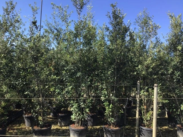 Steeneik Als Struik (Quercus Ilex) 14 Steeneik Als Struik (Quercus Ilex) - Afbeelding 14